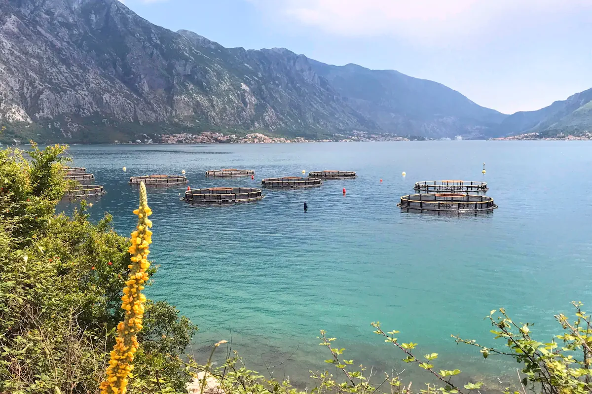 Oyster and Fish Farm Bay of Kotor
