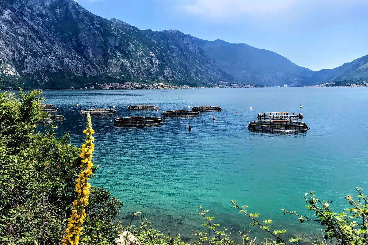 Boka Bay Oyster Farm near Orahovac