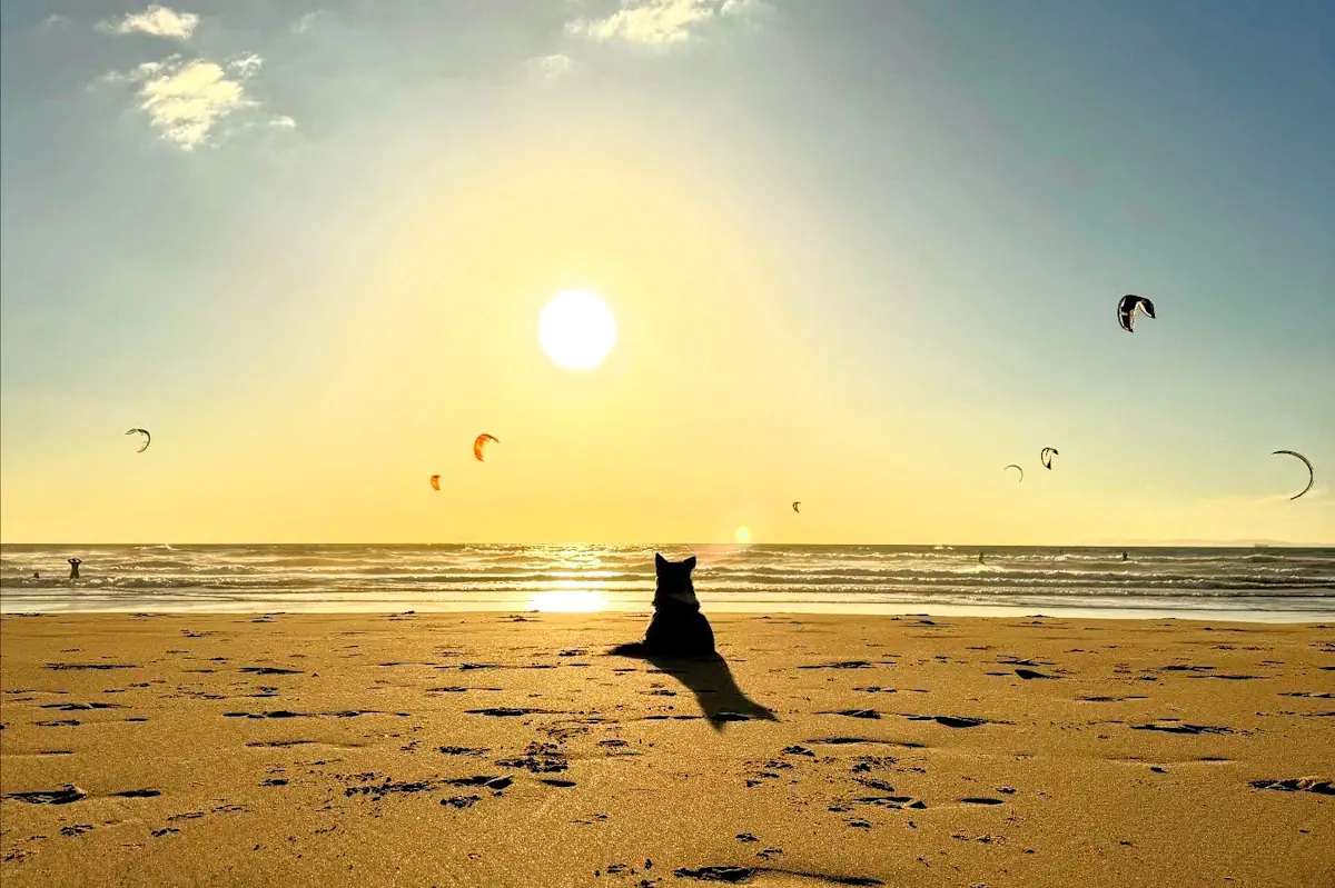 Kitesurfers and cat on Velika Plaza Long Beach in Ulcinj