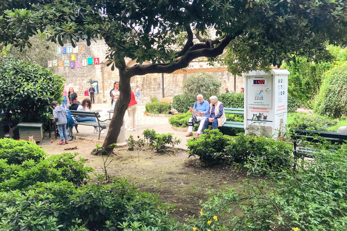 A group of people feeding and petting stray cats in front of the food recycling machine in the Town of Kotor, Montenegro