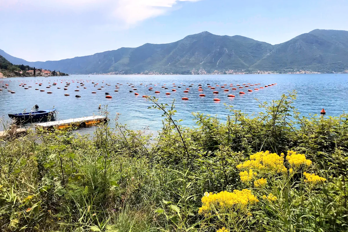 Oyster Farm near Perast