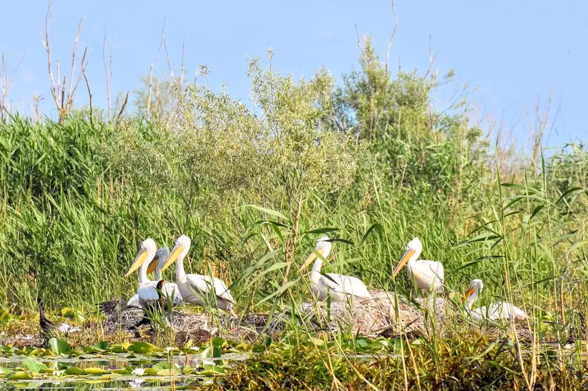 Dalmatian Pelicans at the Ulcinj Salina Nature Reserve