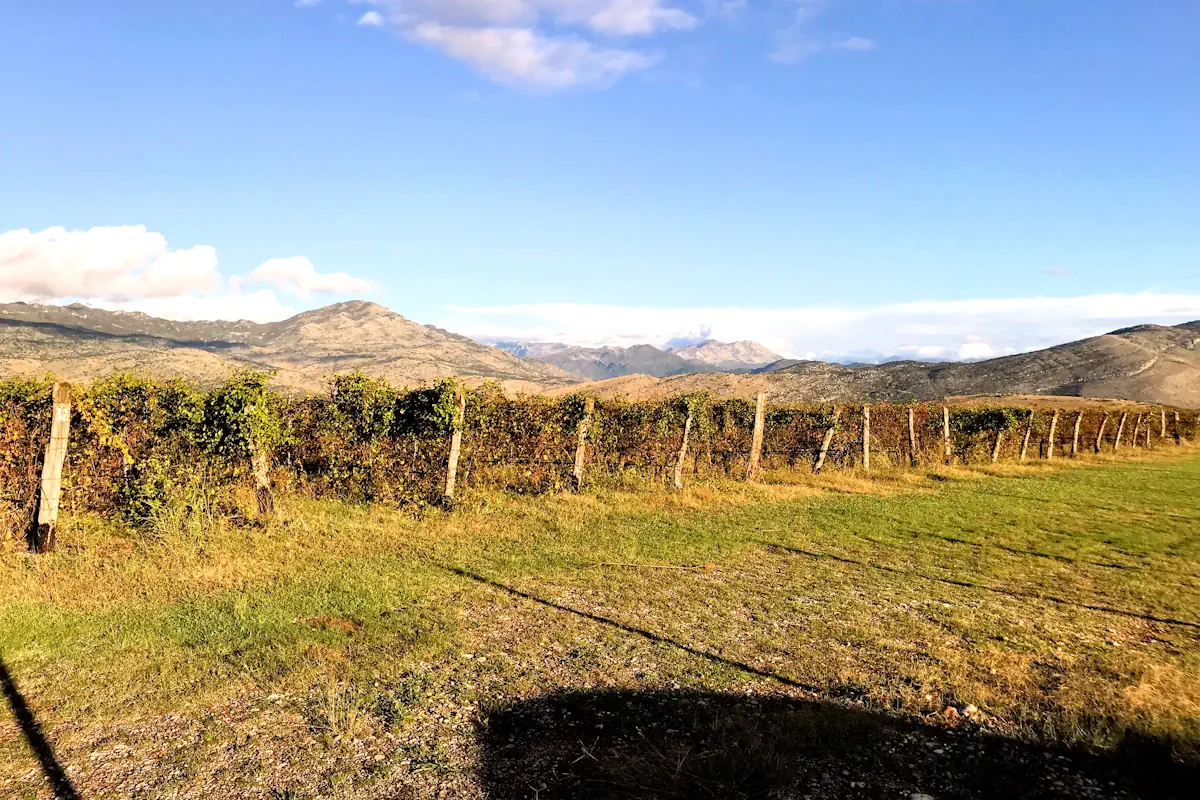 Plantaze wineyard near Sipcanik underground wine cellar Podgorica