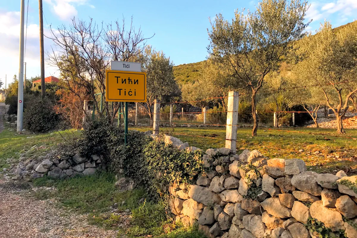Ancient olive trees in the Tici Village