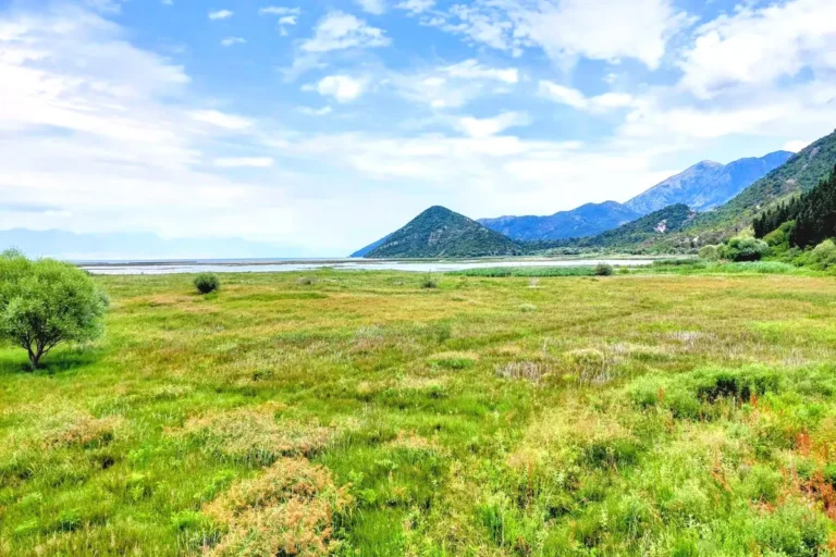 Lake Skadar Marshland, near Virpazar