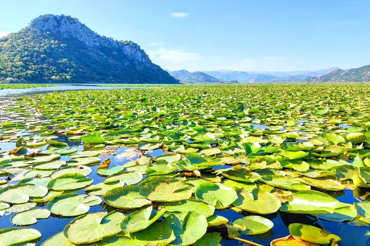 Lake Skadar Water Lilies Blooming in Spring Weather