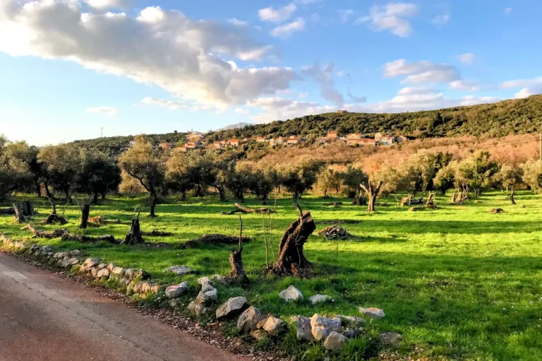 Lush Olive Orchard in Tici near Rose on the Lustica Peninsula