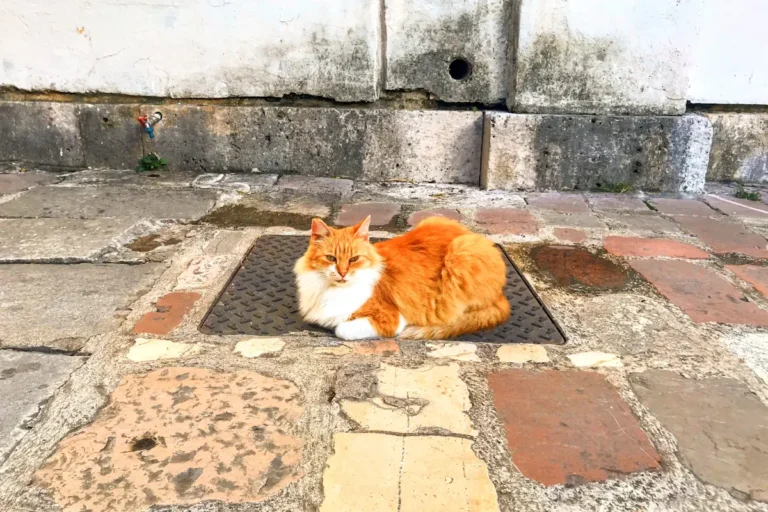Cat sitting on marble floor in Kotor's Old Town, close to the cat museum
