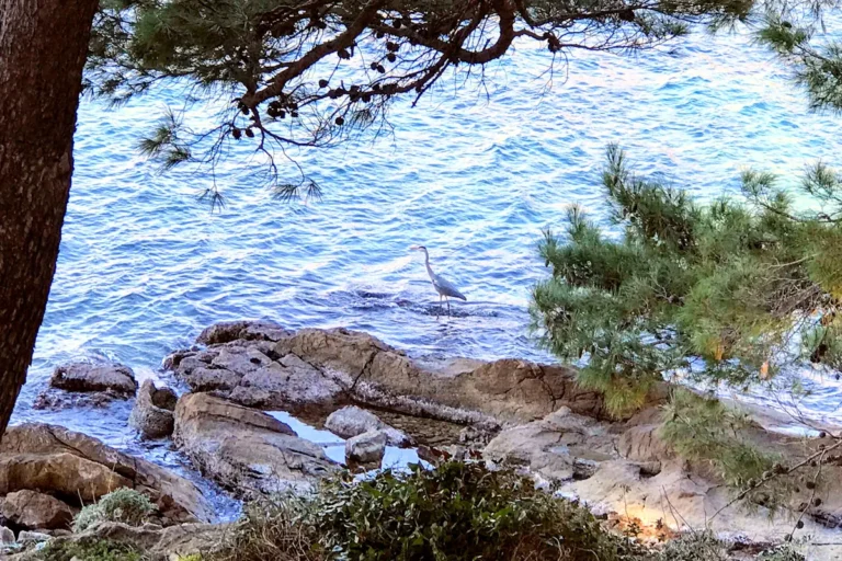 A Great Egret on the Adriatic coast; these elegant birds are a common sight for birdwatchers traveling between Cavtat and the Montenegrin wetlands.