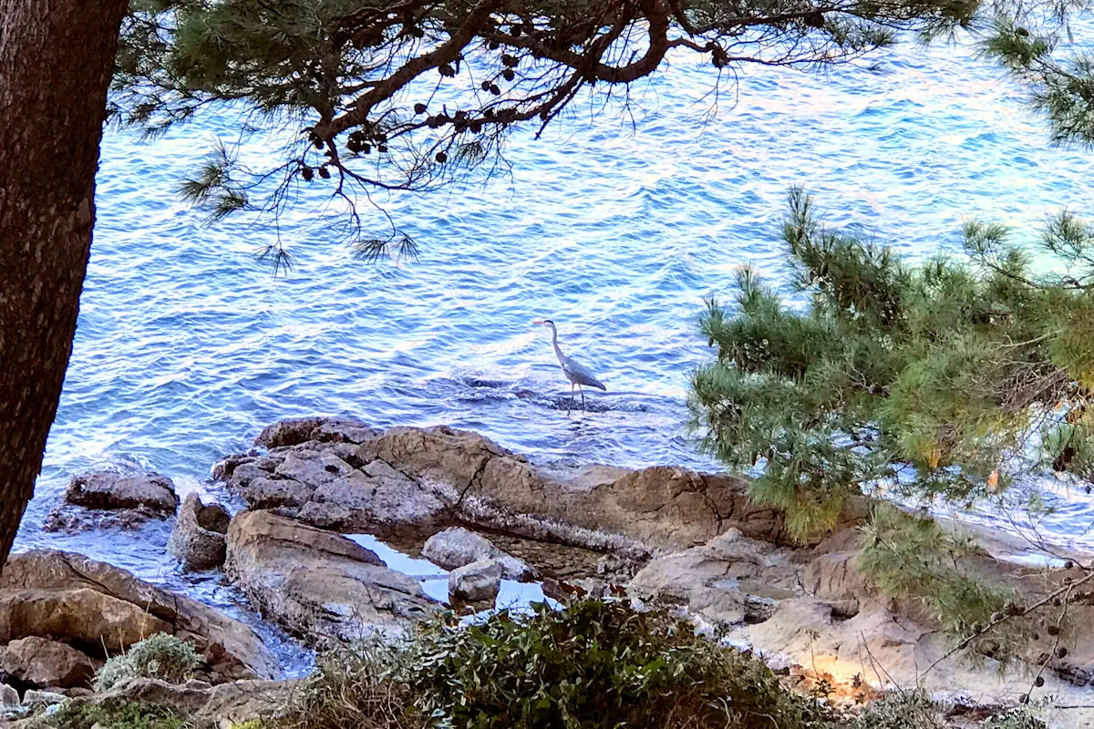 A Great Egret on the Adriatic coast; these elegant birds are a common sight for birdwatchers traveling between Cavtat and the Montenegrin wetlands.