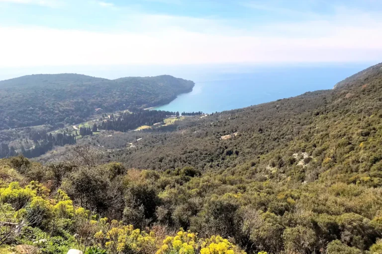 Valdanos Beach north of Ulcinj surrounded by centuries-old olive orchards.